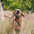 Bild 4 von Beco Hundespielzeug Hanf Schlaufe Größe M