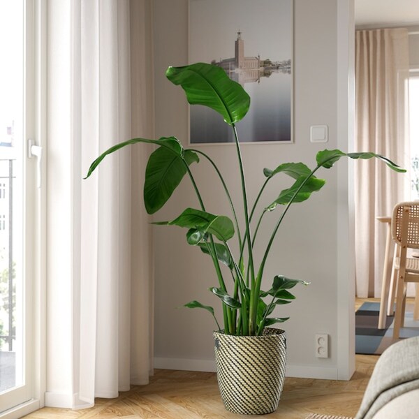 Bild 2 von STRELITZIA Pflanze, Strelitzie