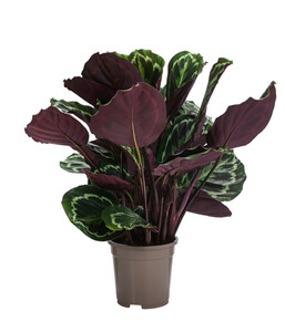 Korbmarante - Calathea roseopicta 'Medaillon'