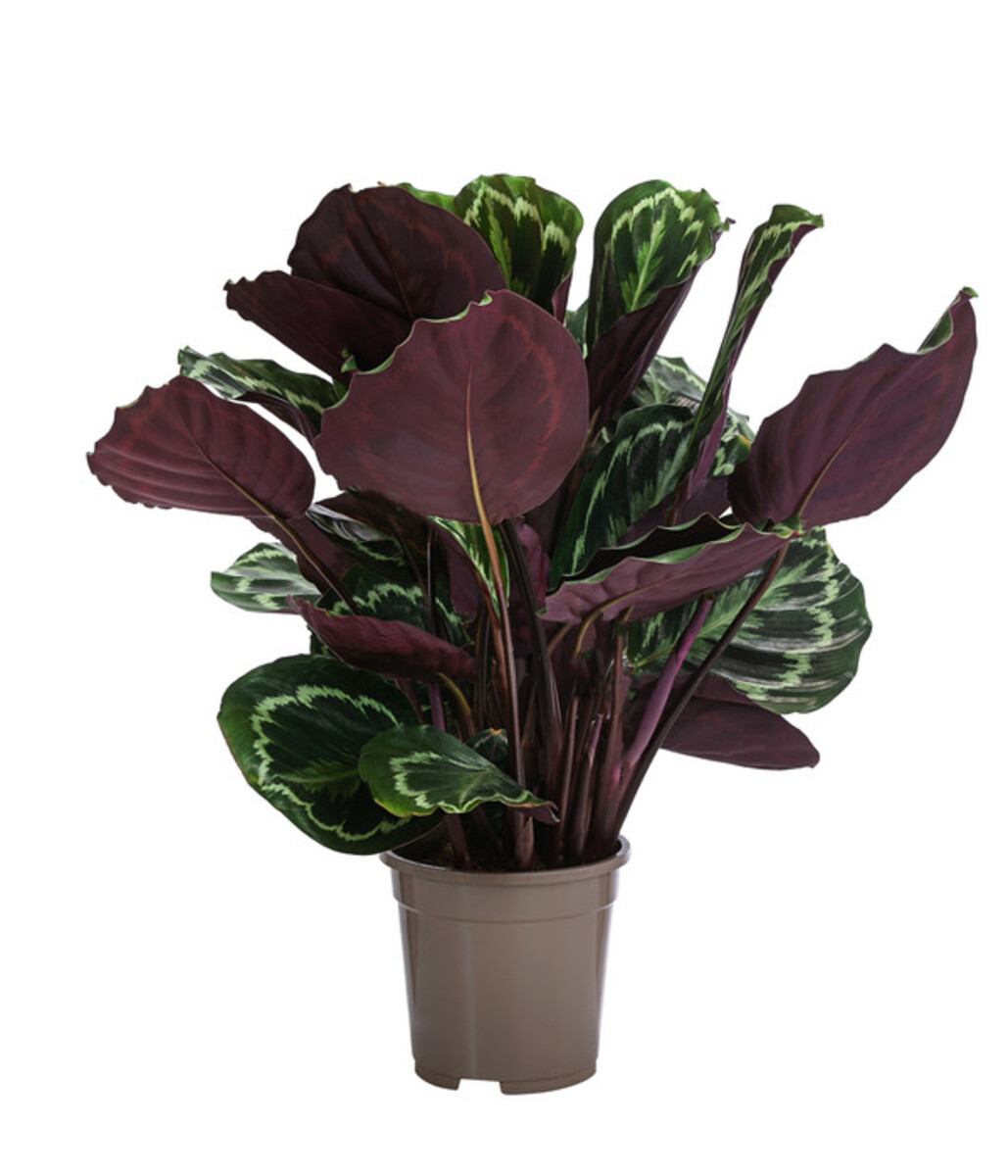 Bild 1 von Korbmarante - Calathea roseopicta 'Medaillon'