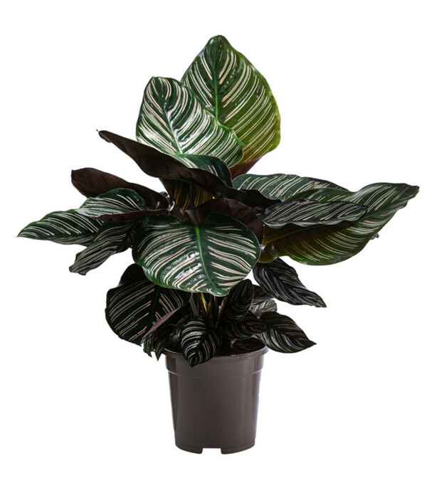 Bild 1 von Korbmarante - Calathea ornata