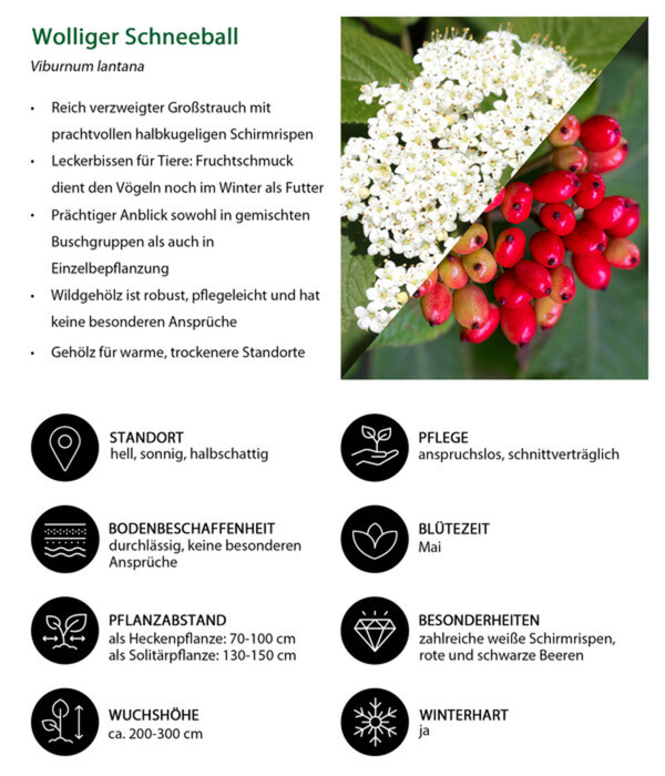 Bild 4 von Wolliger Schneeball