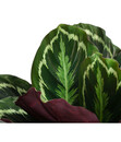 Bild 2 von Korbmarante - Calathea roseopicta 'Medaillon'