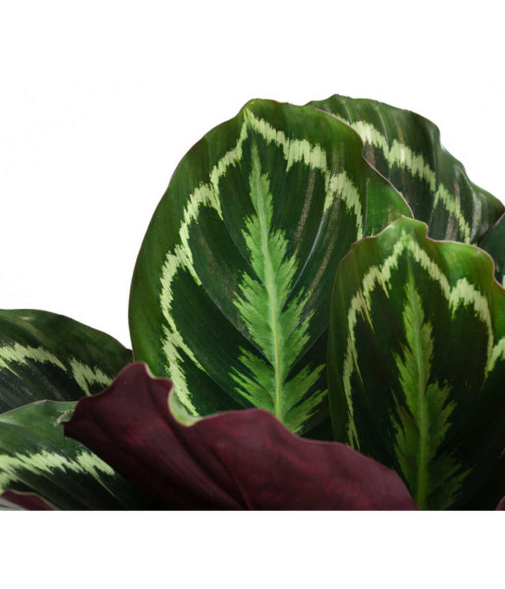 Bild 2 von Korbmarante - Calathea roseopicta 'Medaillon'