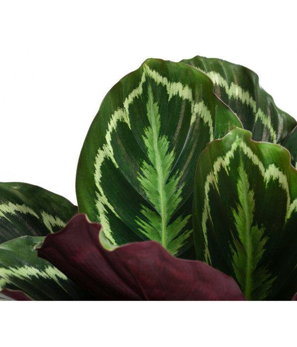 Bild 2 von Korbmarante - Calathea roseopicta 'Medaillon'