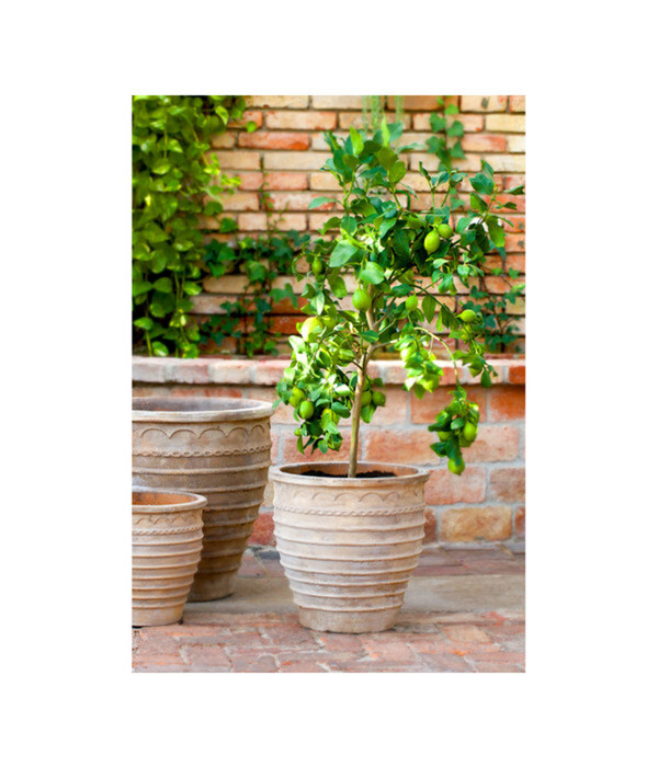 Bild 3 von Terrakotta-Topf Perugia, rund, antik-terrakotta