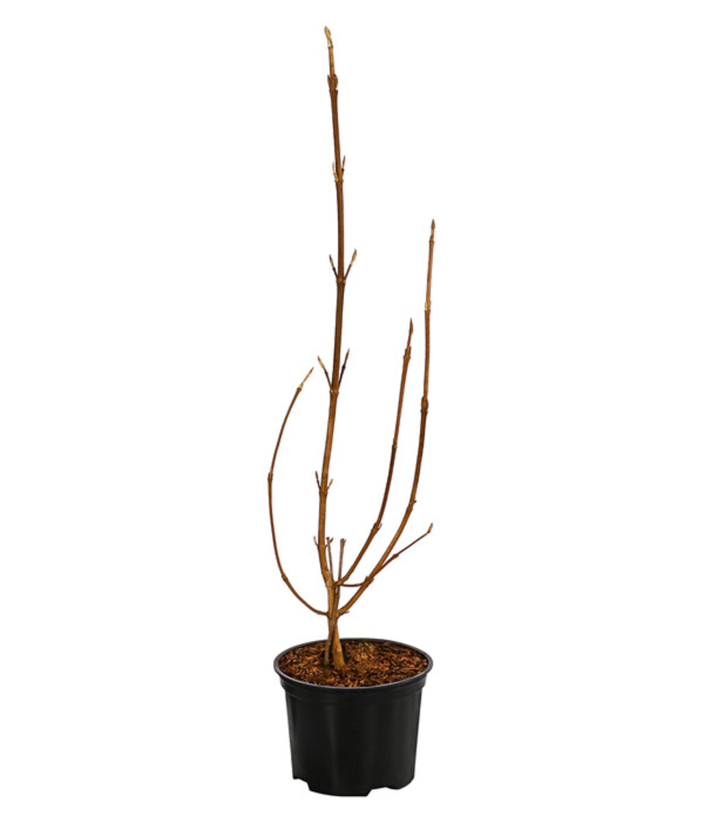 Bild 2 von Wolliger Schneeball