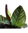 Bild 3 von Korbmarante - Calathea ornata