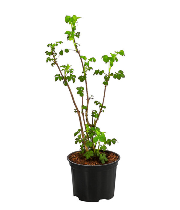 Bild 2 von Schwarzer Holunder