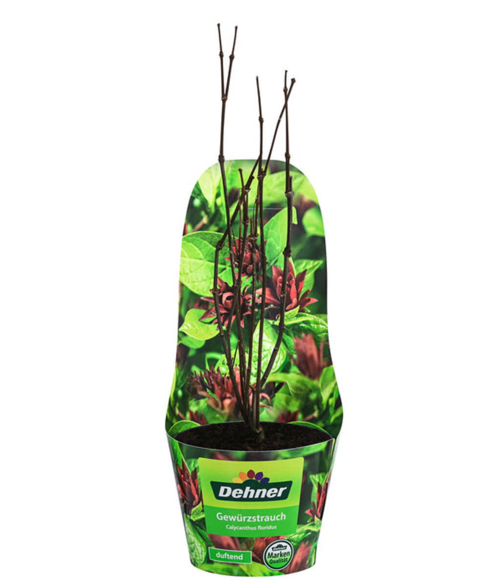 Bild 2 von Roter Gewürzstrauch