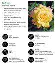 Bild 2 von Edelrose 'Gloria Dei®'