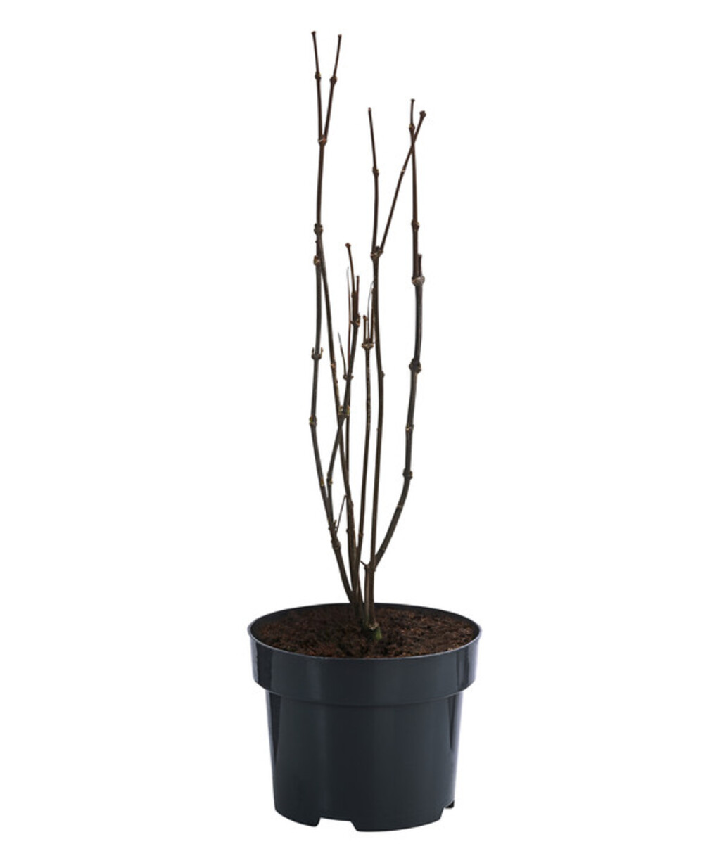 Bild 3 von Roter Gewürzstrauch