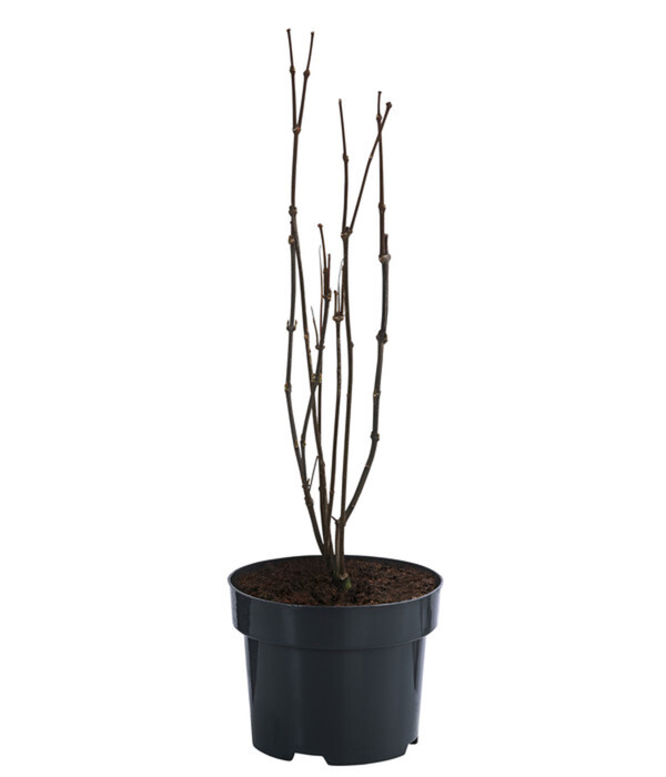 Bild 3 von Roter Gewürzstrauch