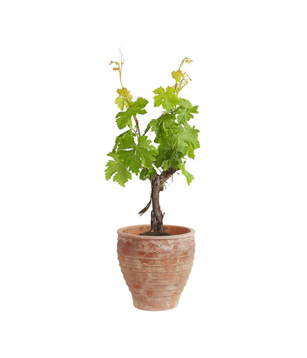 Bild 2 von Terrakotta-Topf Perugia, rund, antik-terrakotta