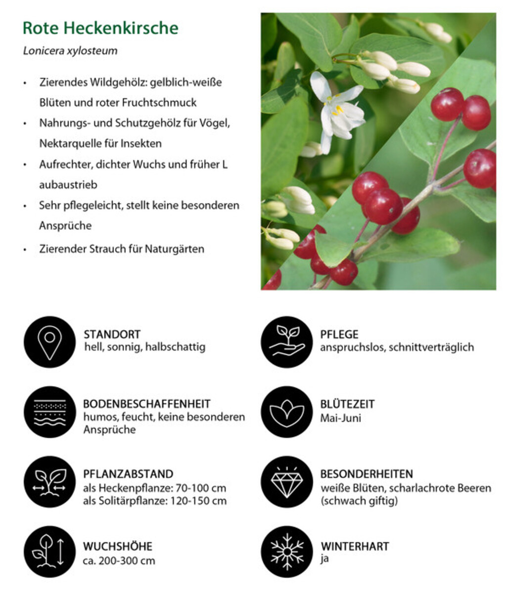 Bild 3 von Rote Heckenkirsche