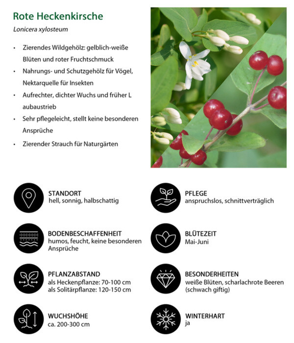 Bild 3 von Rote Heckenkirsche