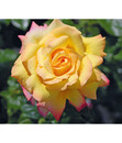 Bild 1 von Edelrose 'Gloria Dei®'