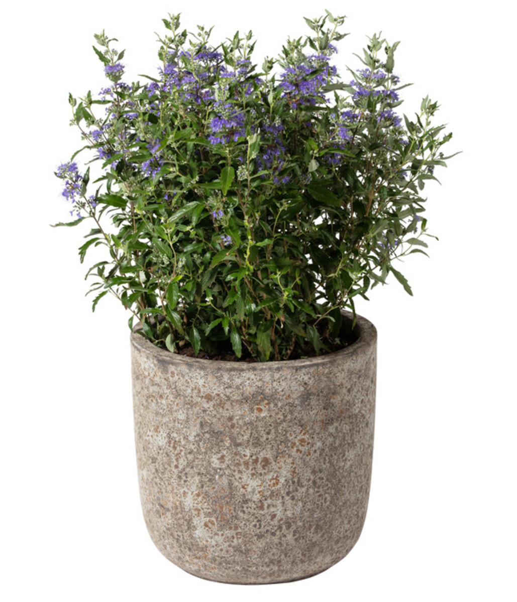 Bild 1 von Dehner Keramik-Topf Bungxe, meliert