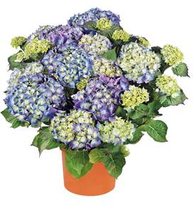 Hortensie