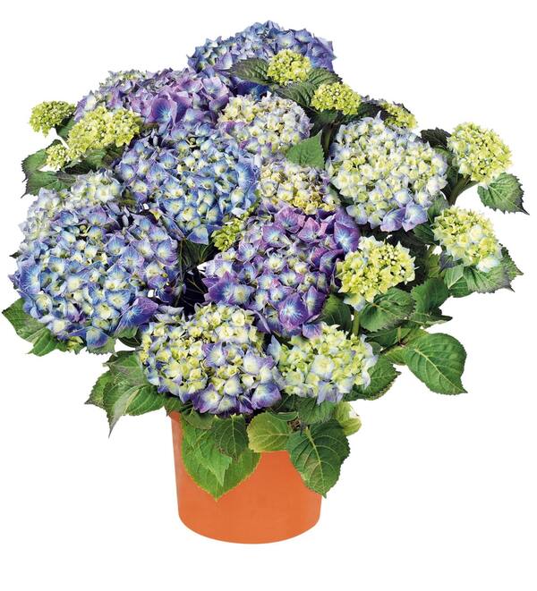 Bild 1 von Hortensie