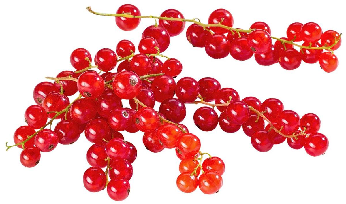 Bild 1 von Dtsch. Johannisbeeren, 500-g-Packg.