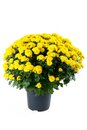 Bild 1 von Chrysanthemen  versch. Farben