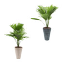 Bild 1 von GARDENLINE Palme (Livistona)