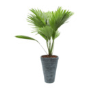 Bild 4 von GARDENLINE Palme (Livistona)