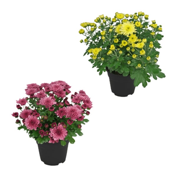 Bild 1 von GARDENLINE Chrysanthemen / -Trio