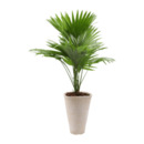 Bild 3 von GARDENLINE Palme (Livistona)