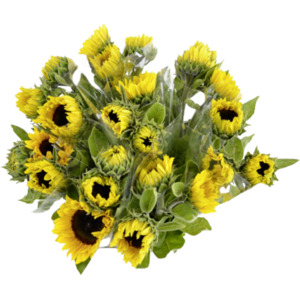 Sonnenblumen