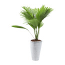 Bild 2 von GARDENLINE Palme (Livistona)