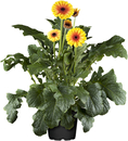 Bild 1 von Gerbera in Sorten H 20 cm + 5 L Container