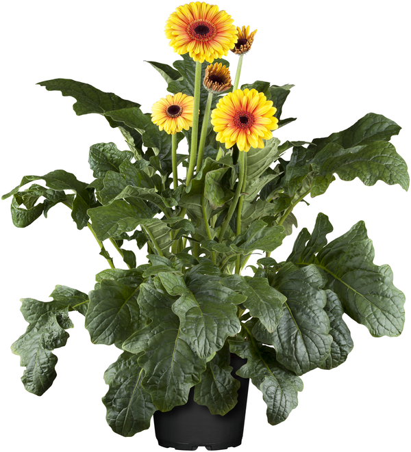 Bild 1 von Gerbera in Sorten H 20 cm + 5 L Container