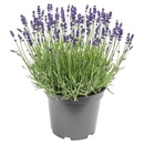 Bild 2 von GARDENLINE Lavendel-Duo