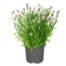 Bild 1 von GARDENLINE Lavendel-Duo