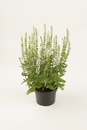 Bild 1 von Salbei in Sorten Salvia H 30 cm+ 5 L Container