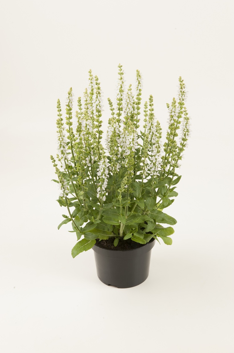 Bild 1 von Salbei in Sorten Salvia H 30 cm+ 5 L Container