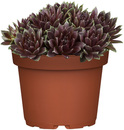 Bild 1 von Hauswurz Sempervivum Mix 9 cm Topf