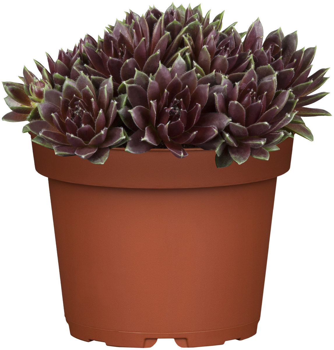 Bild 1 von Hauswurz Sempervivum Mix 9 cm Topf