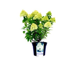 Hortensie »Little Lime«