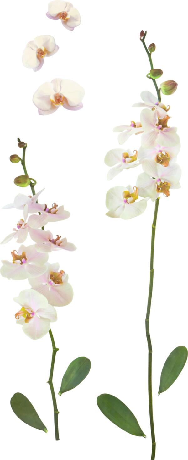 Bild 1 von Dekosticker Orchidee in Weiß, Multicolor