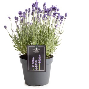 Lavendel Topf-Ø ca. 15 cm Lavandula angustifolia