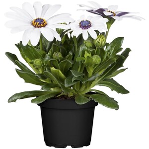 Kapkörbchen "Margerita" Weiß Topf-Ø 12 cm Osteospermum