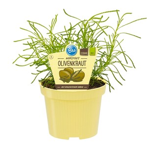 Olivenkraut Topf-Ø ca. 12 cm