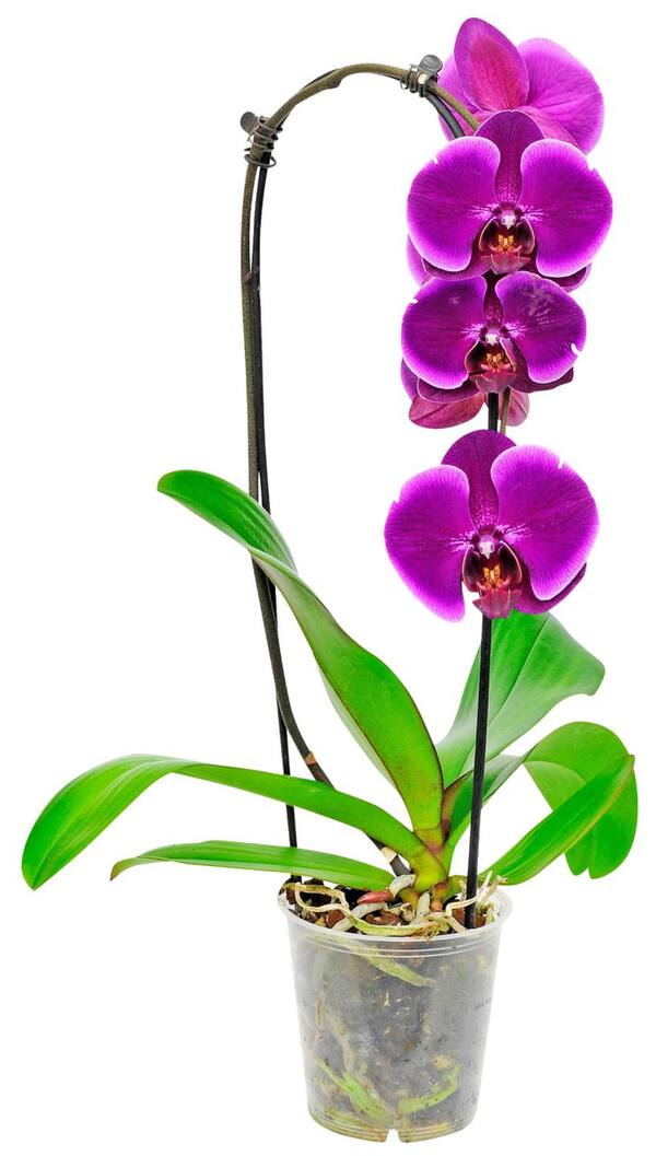 Bild 1 von Orchidee Cascade