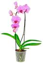 Bild 2 von Orchidee Cascade