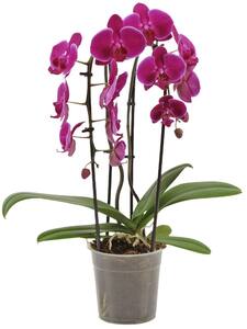 Geformte Orchidee