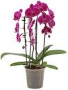 Bild 1 von Geformte Orchidee