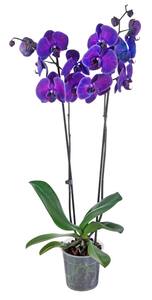 Orchidee gefärbt
